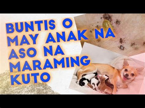 aso kinantot ng tao|NABUNTIS NG ASO .